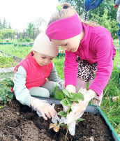Международный день клубники Международный день клубники.