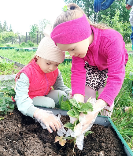 Международный день клубники Международный день клубники.